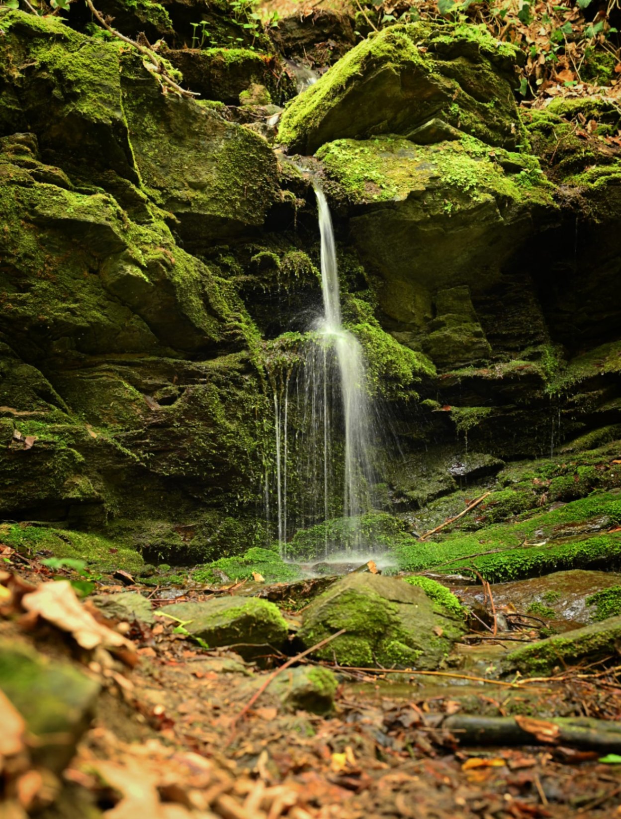 Kleiner Wasserfall im moosbedeckten Wald